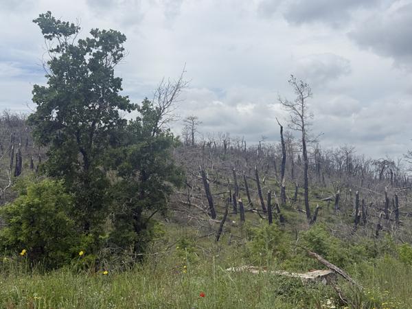 <h3>Bosbranden in Dadia bos</h3><p>In 2023 is 90.000 hectare bos verloren gegaan in het Dadia‑Lefkimi‑Soufli Nationaal Park. Het is een onvoorstelbaar groot  gebied.  De beloofde bosvogels waren er dan ook niet.</p>Apple met iPhone 16 Pro back triple camera 6.765mm f/1.78, 1/6536 sec  bij F1.8, ISO 64